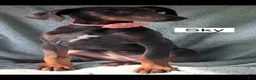 Doberman Pinscher dogs for sale: Sky - Ad 6