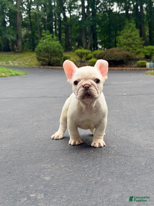 French Bulldog dogs for sale: Anfisa - Ad 1