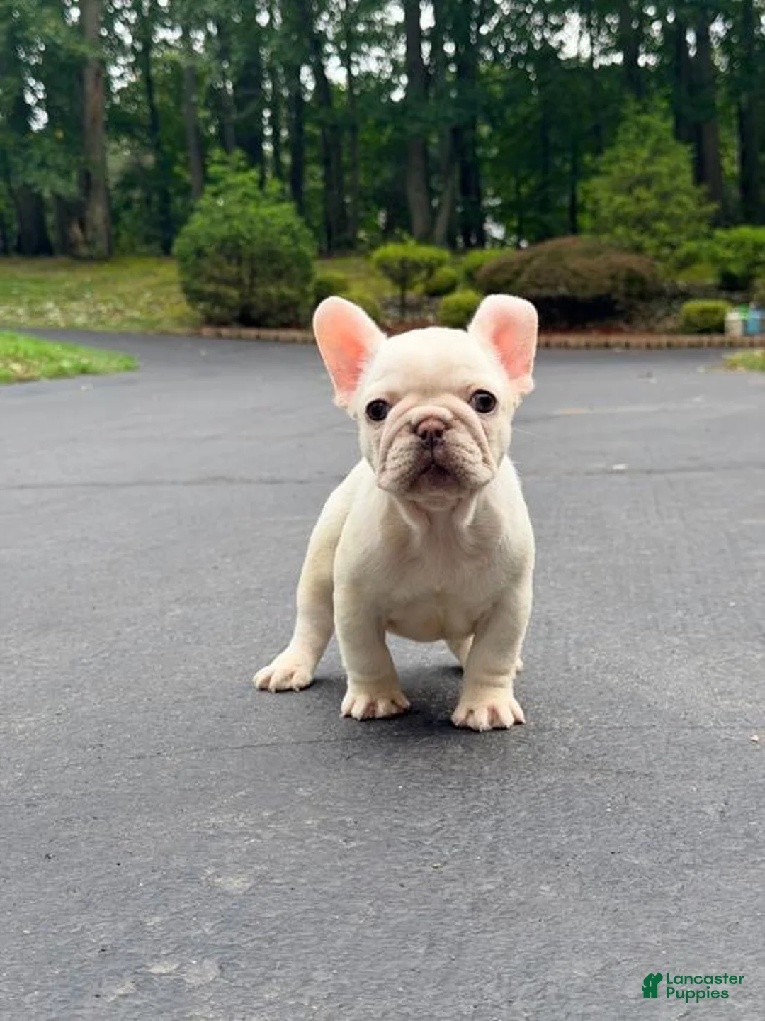 French Bulldog dogs for sale: Anfisa - Ad 1