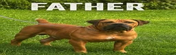 South African Boerboels dogs for sale: Bronx - Ad 7