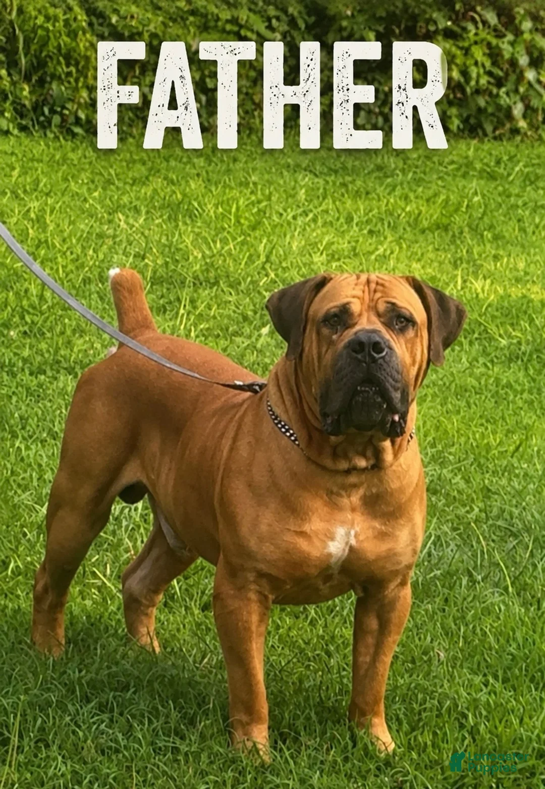 South African Boerboels dogs for sale: Bronx - Ad 7