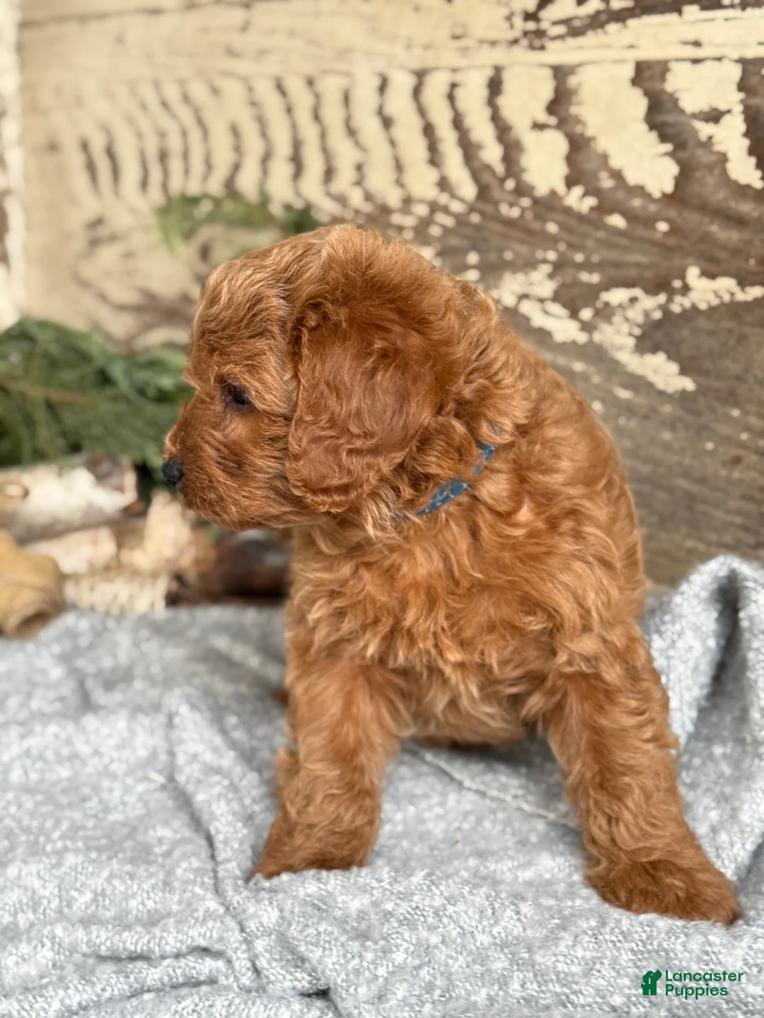 Mixed Breed dogs for sale: Stott - Ad 7