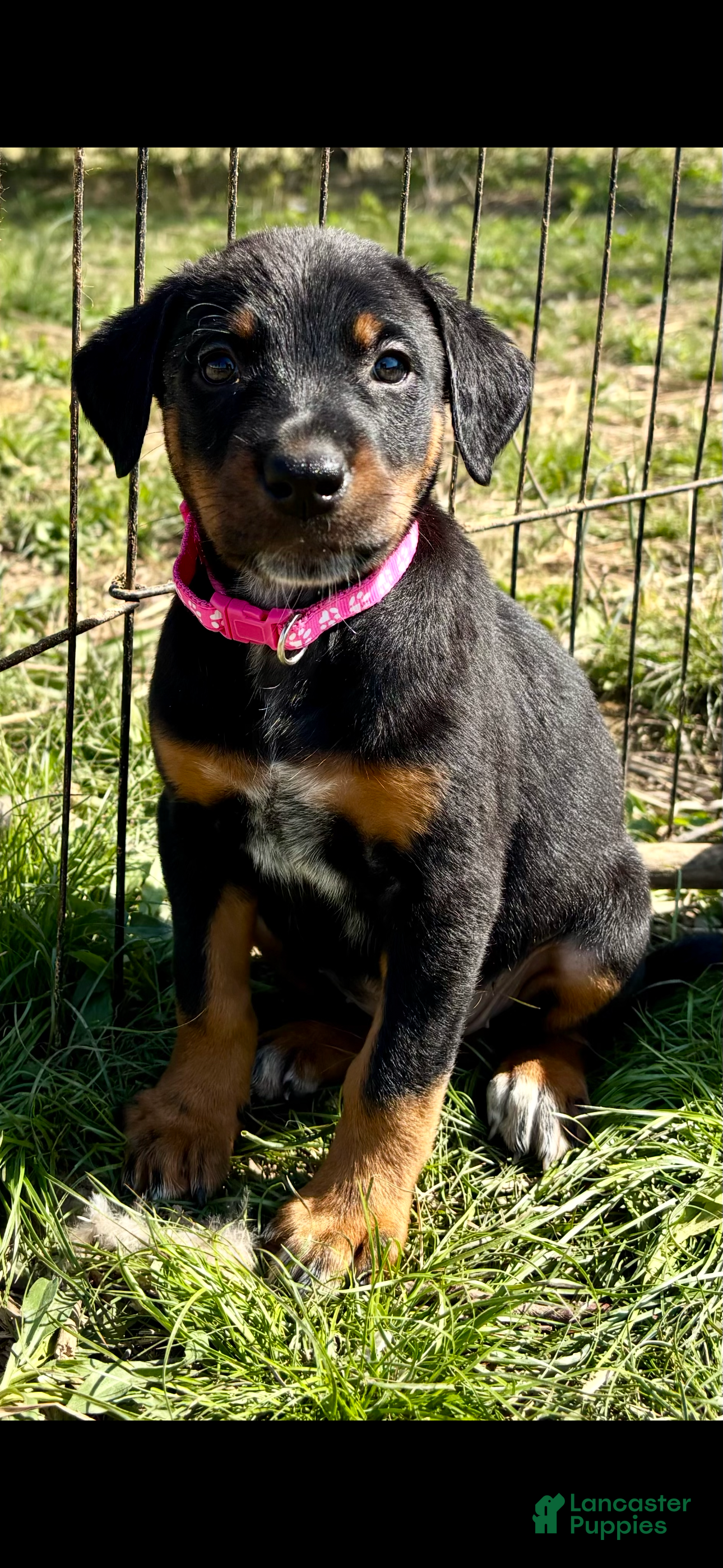 Mixed Breed dogs Juniper  - HIGH ENERGY HIGH PREY DRIVE PUPPIES  - Ad 4