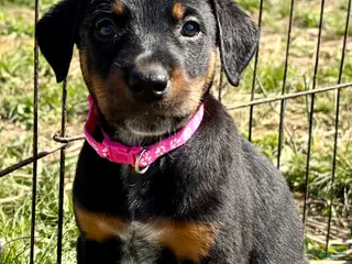 Mixed Breed dogs Juniper - HIGH ENERGY HIGH PREY DRIVE PUPPIES - Ad 4