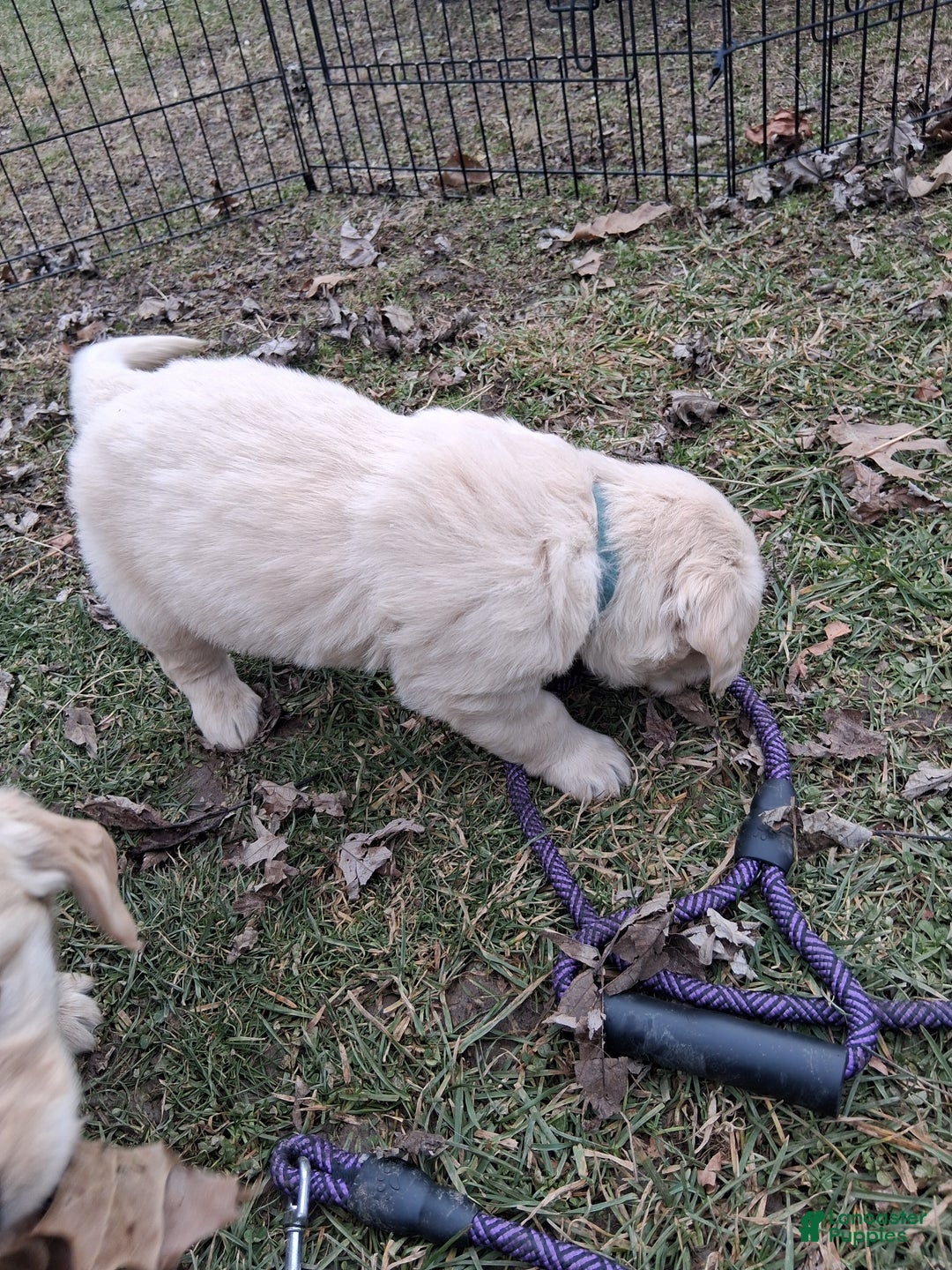 Golden Retriever dogs for sale: Violet - Ad 2