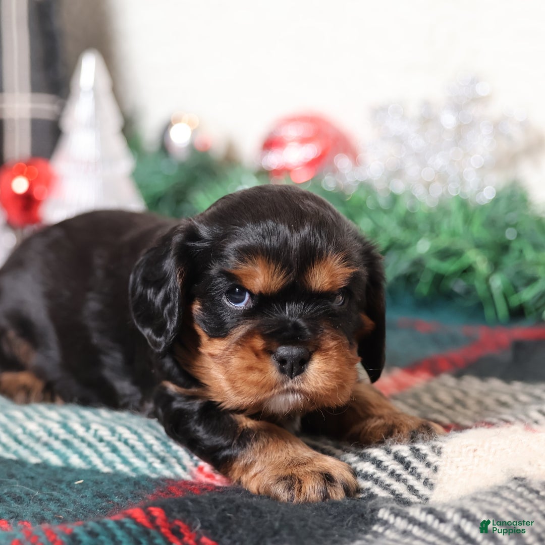 Cavalier King Charles Spaniel dogs for sale: Tanner | Genetically Screened  - Ad 4