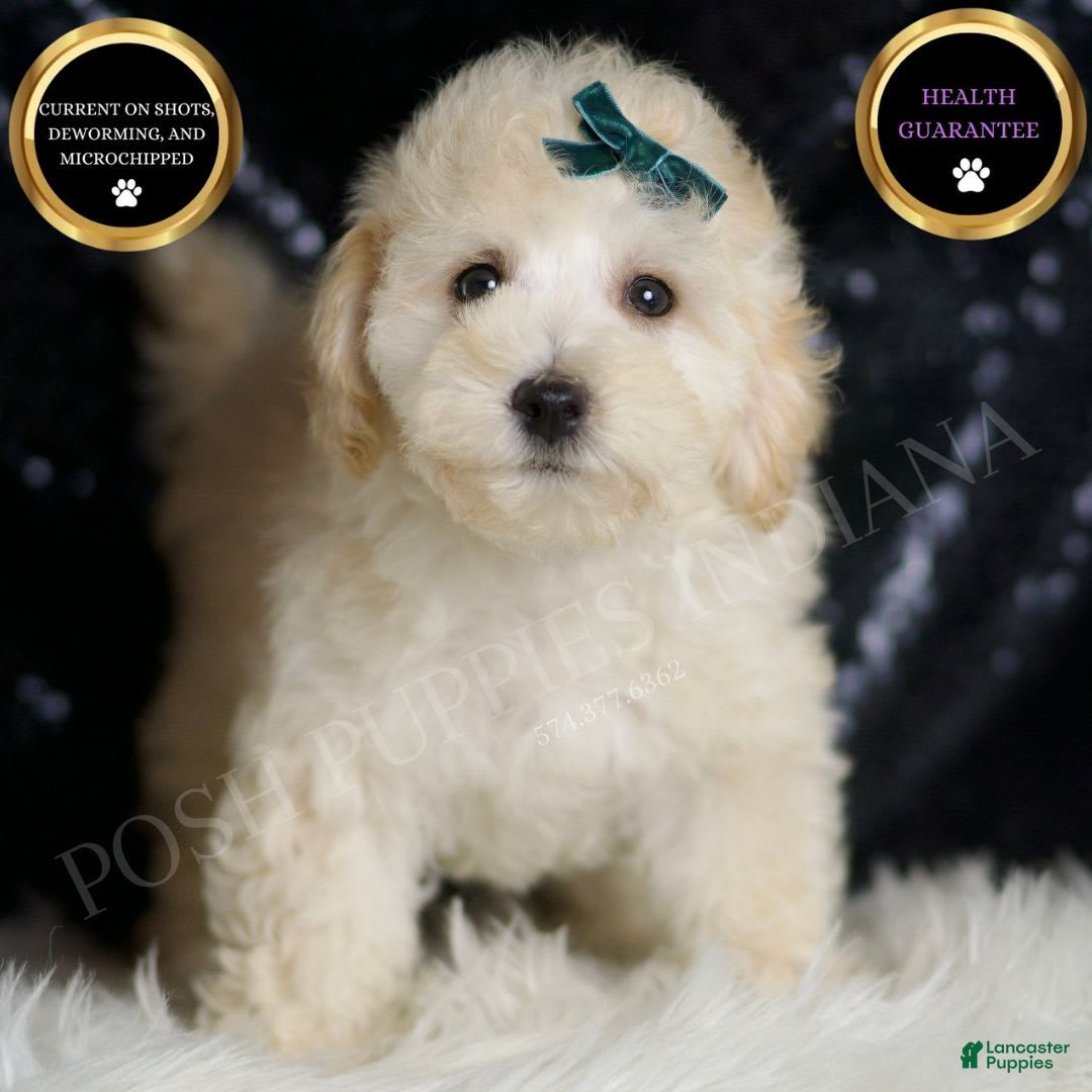Maltipoo dogs Mochi - Ad 1