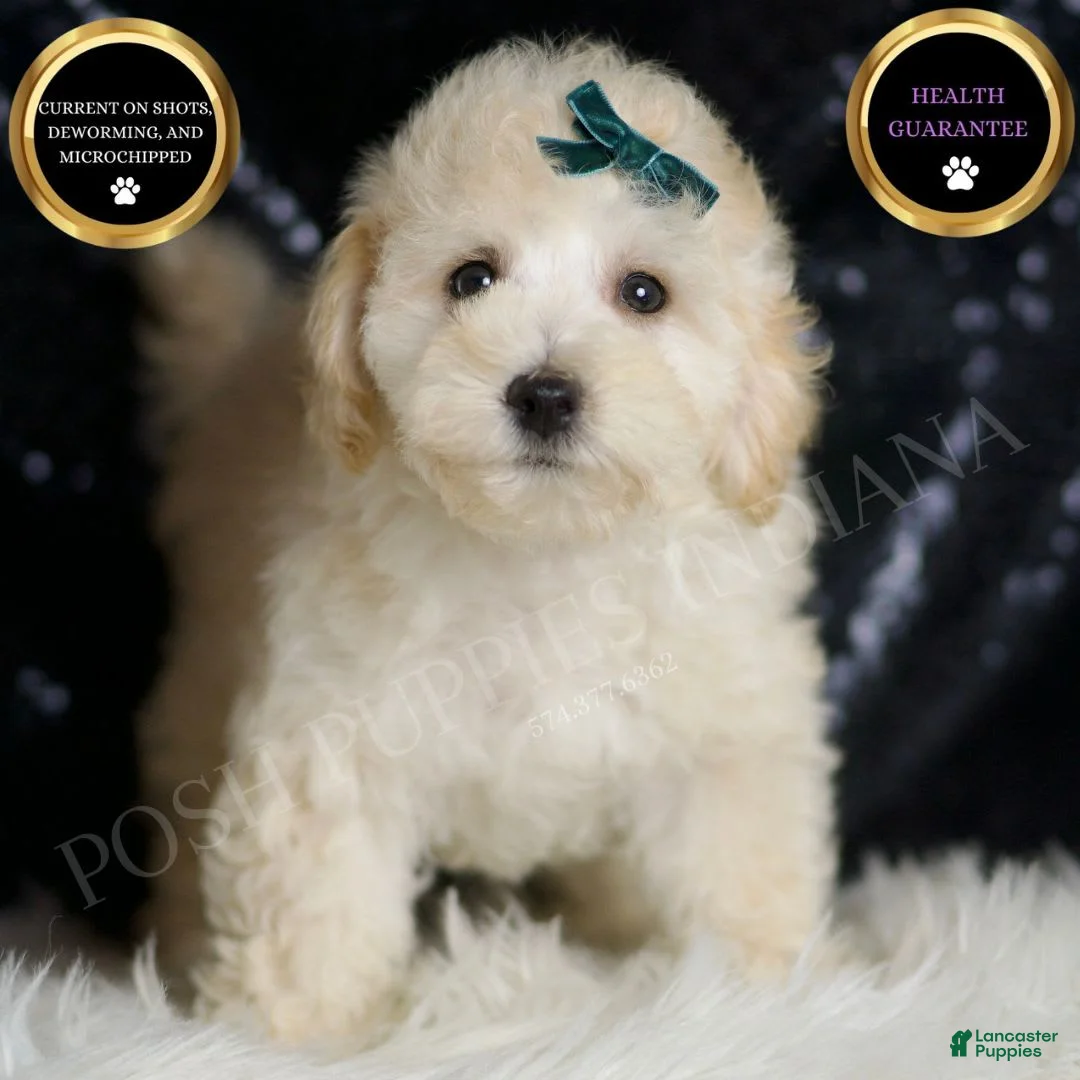 Maltipoo dogs for sale: Mochi - Ad 1