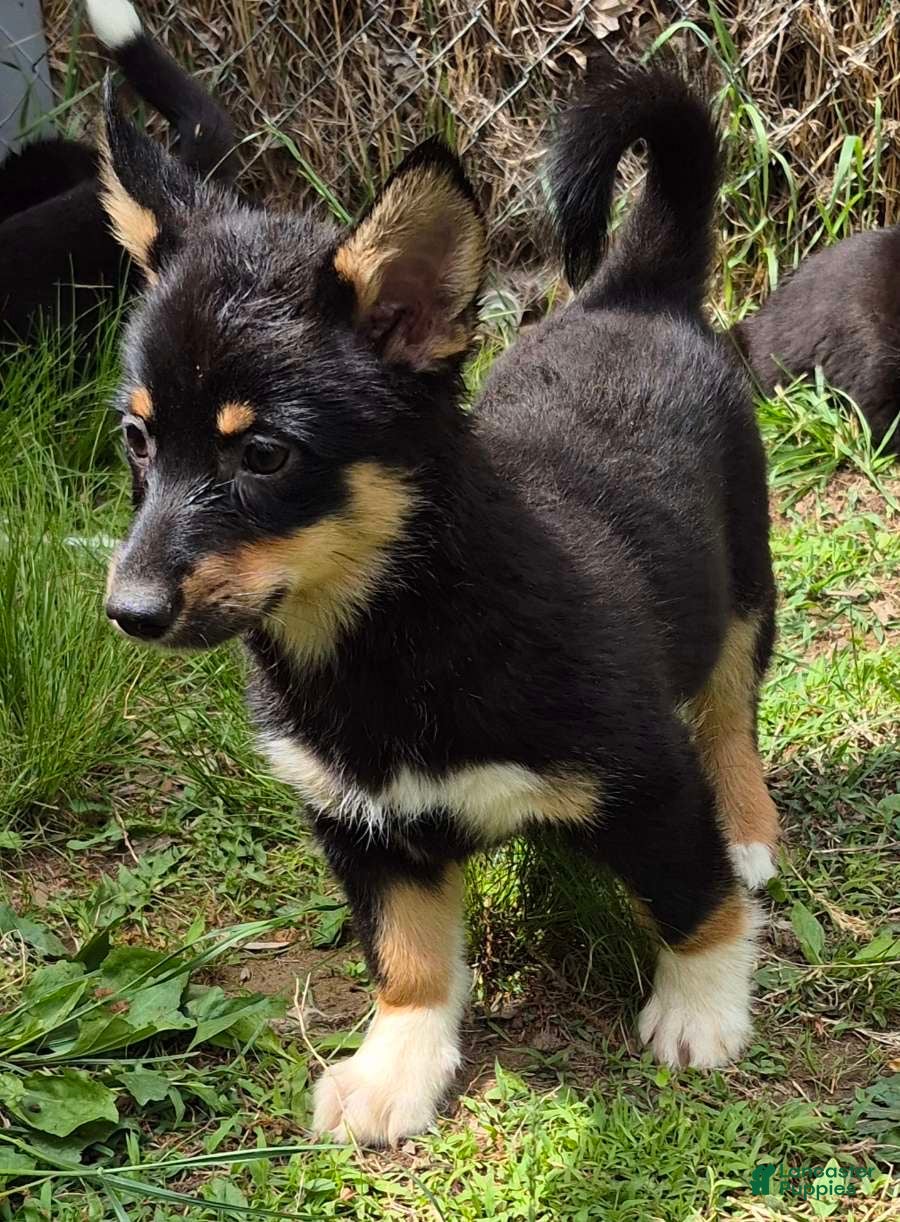 Welsh Corgi Cardigan dogs Bailey  - Ad 1