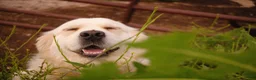 Golden Retriever dogs for sale: Alyssa - Ad 5