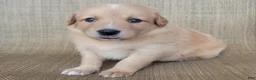 Australian Shepherd dogs for sale: Dollie - Ad 3