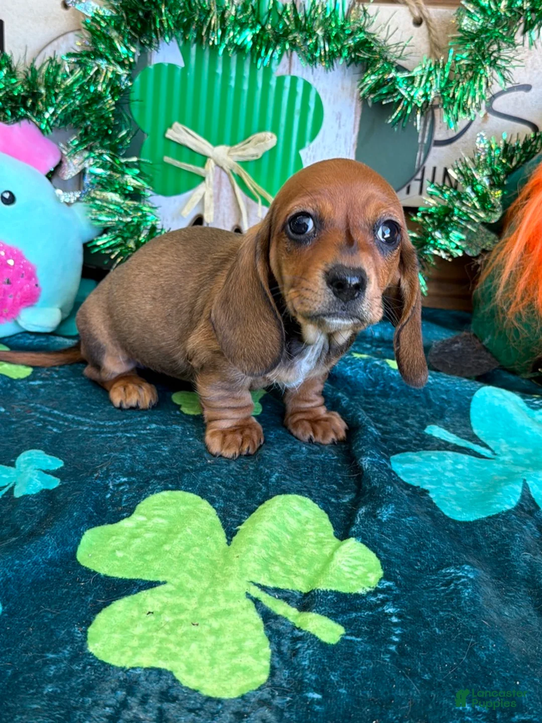 Miniature Dachshund dogs for sale: Carol - Ad 2