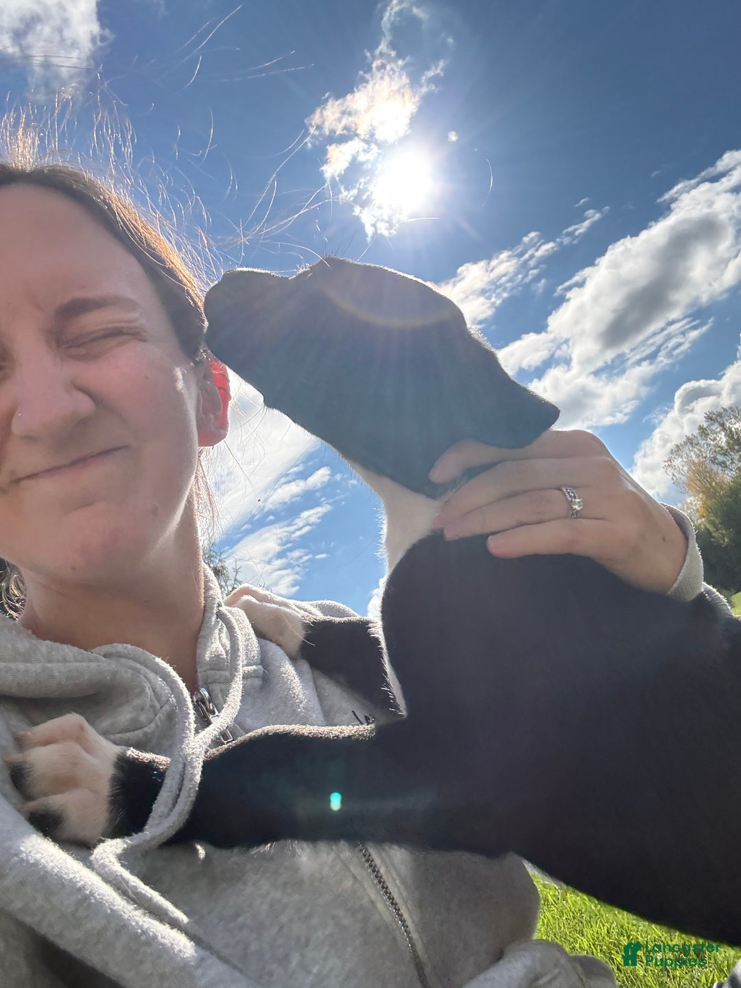 Mixed Breed dogs for sale: Buck - Ad 4