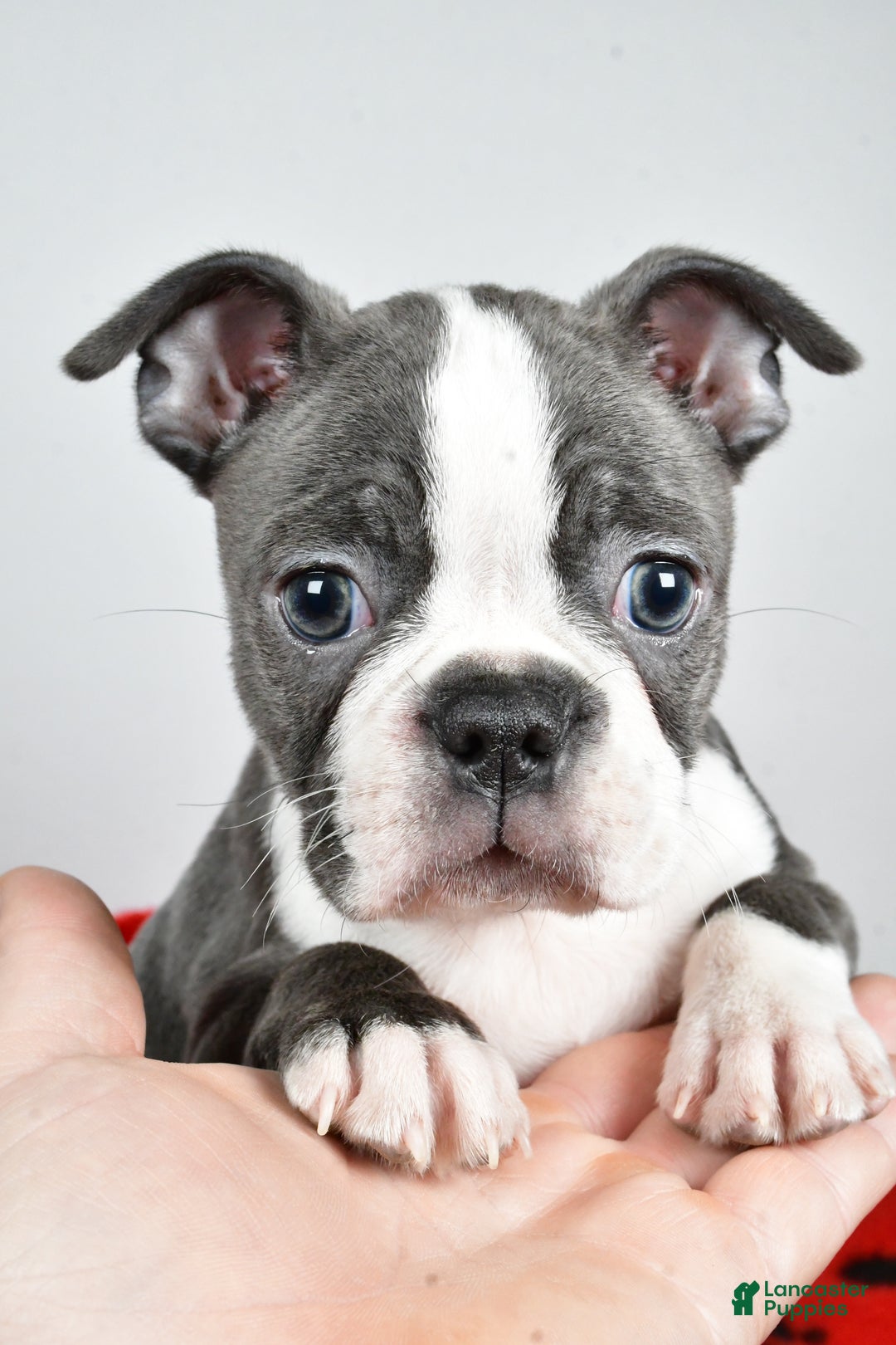 Boston Terrier dogs for sale: Tessa - Ad 3