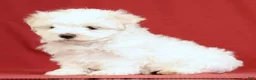 Maltese dogs for sale: Amber - Ad 3