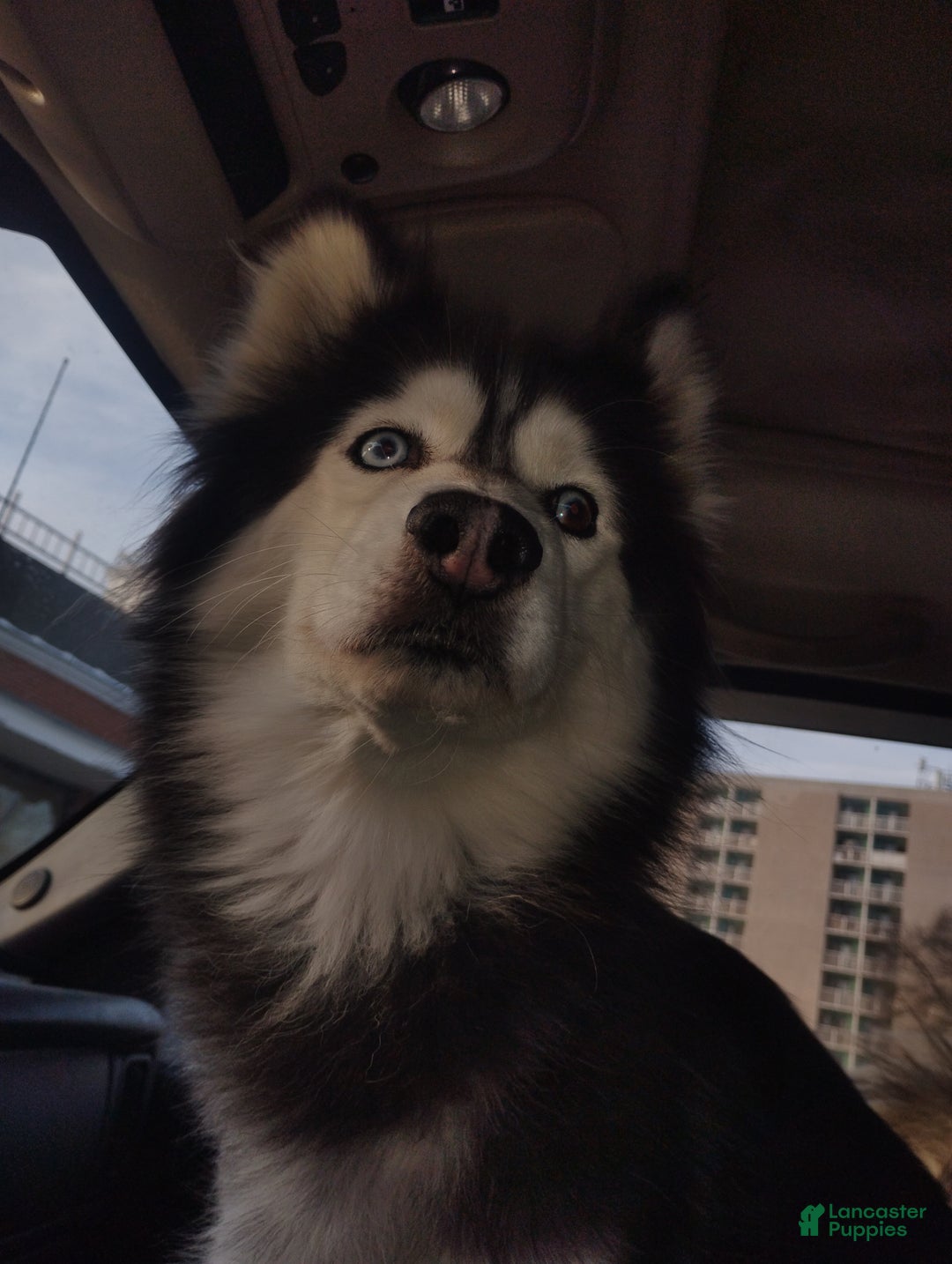 Alaskan Husky dogs for sale: Alaskan Husky Puppy 1 - Ad 5