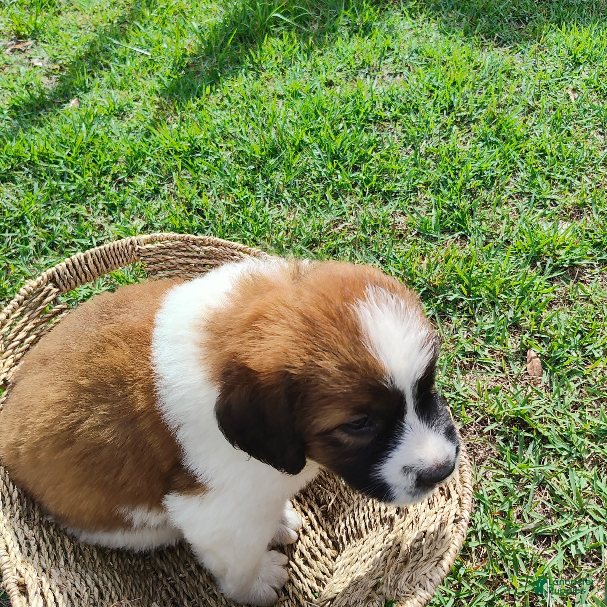 Mixed Breed dogs Saint Bernard Pyrenees mix Puppy 4 - Ad 10