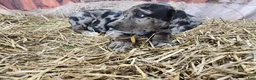 Catahoula Leopard Dog dogs for sale: Angel 2025 Female 1 - Ad 32