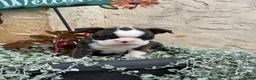Boston Terrier dogs for sale: Kathi - Ad 12