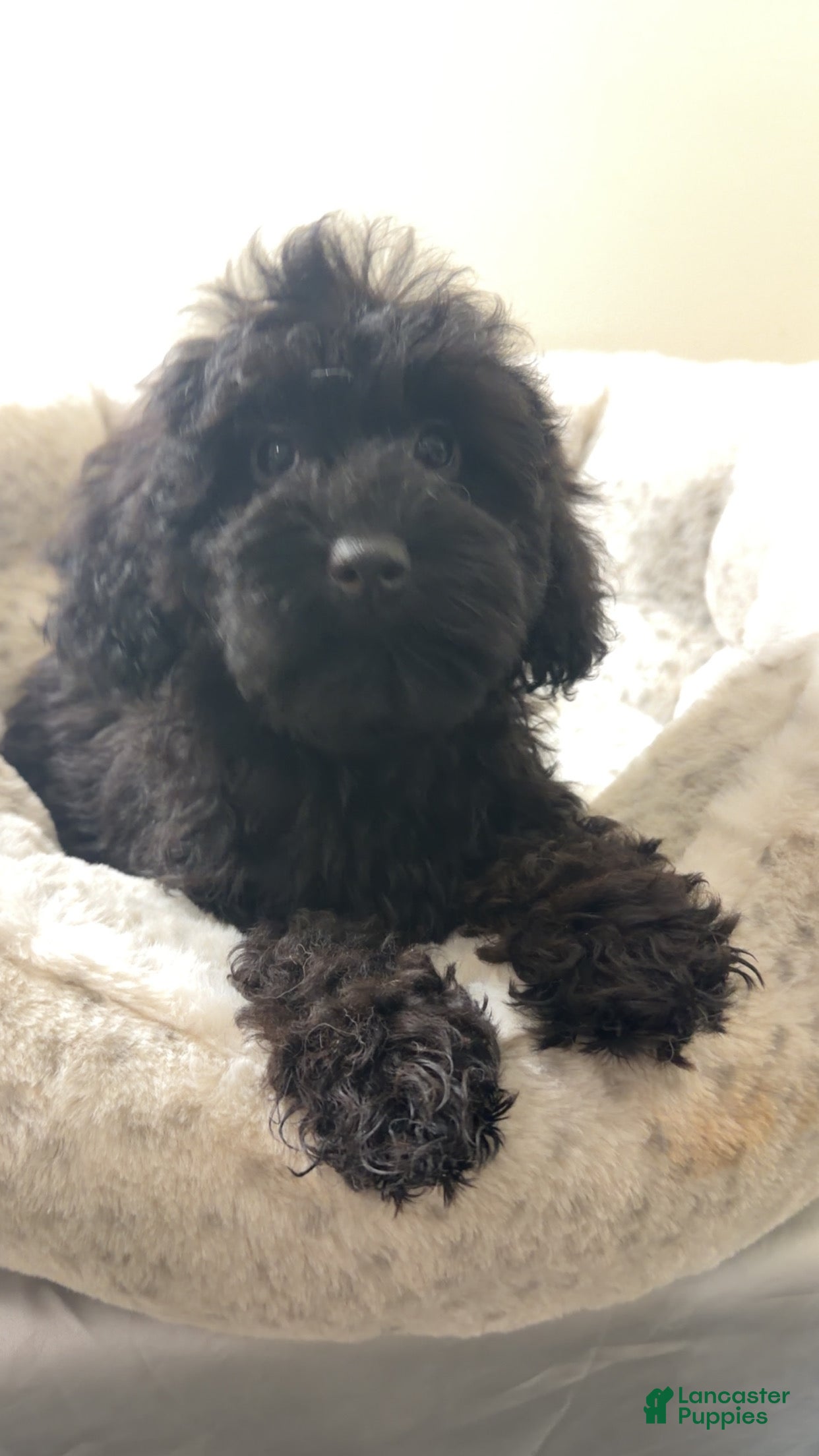 Yorkiepoo dogs Bear  - Ad 1