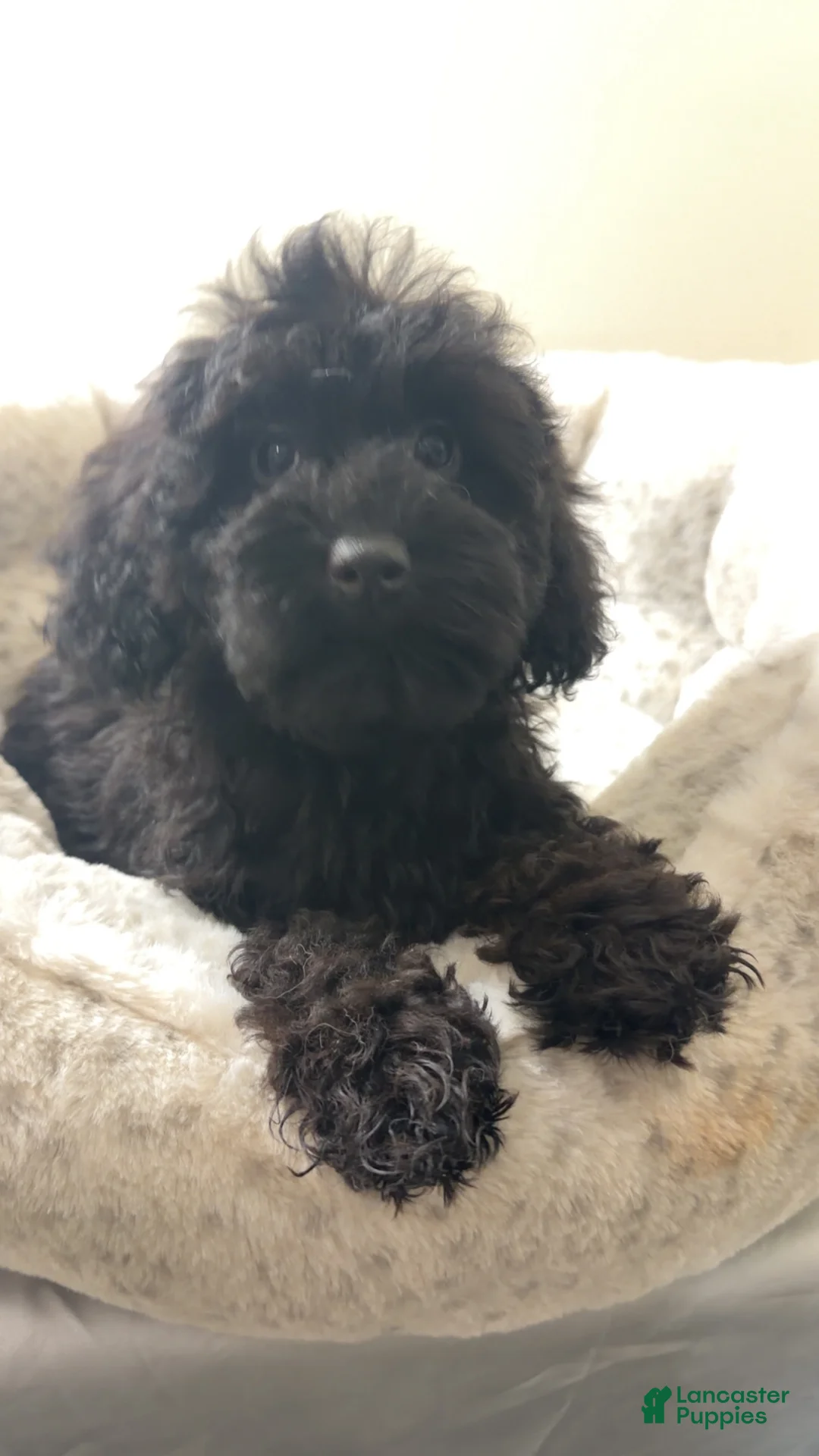 Yorkiepoo dogs for sale: Bear  - Ad 1