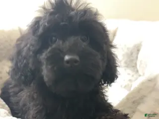 Yorkiepoo dogs Bear - Ad 1