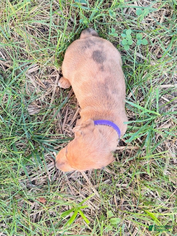 Miniature Dachshund dogs Girl 1 - Ad 2