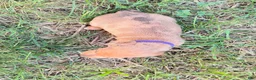 Miniature Dachshund dogs for sale: Girl 1 - Ad 2