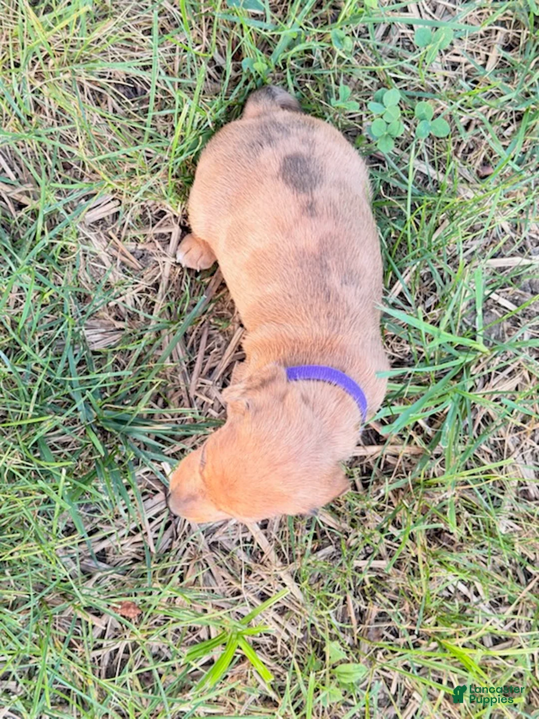 Miniature Dachshund dogs for sale: Girl 1 - Ad 2