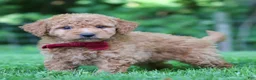 Mini Goldendoodle dogs for sale: Pickles - Ad 5