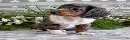 Miniature Dachshund dogs for sale: Daisy - Ad 6