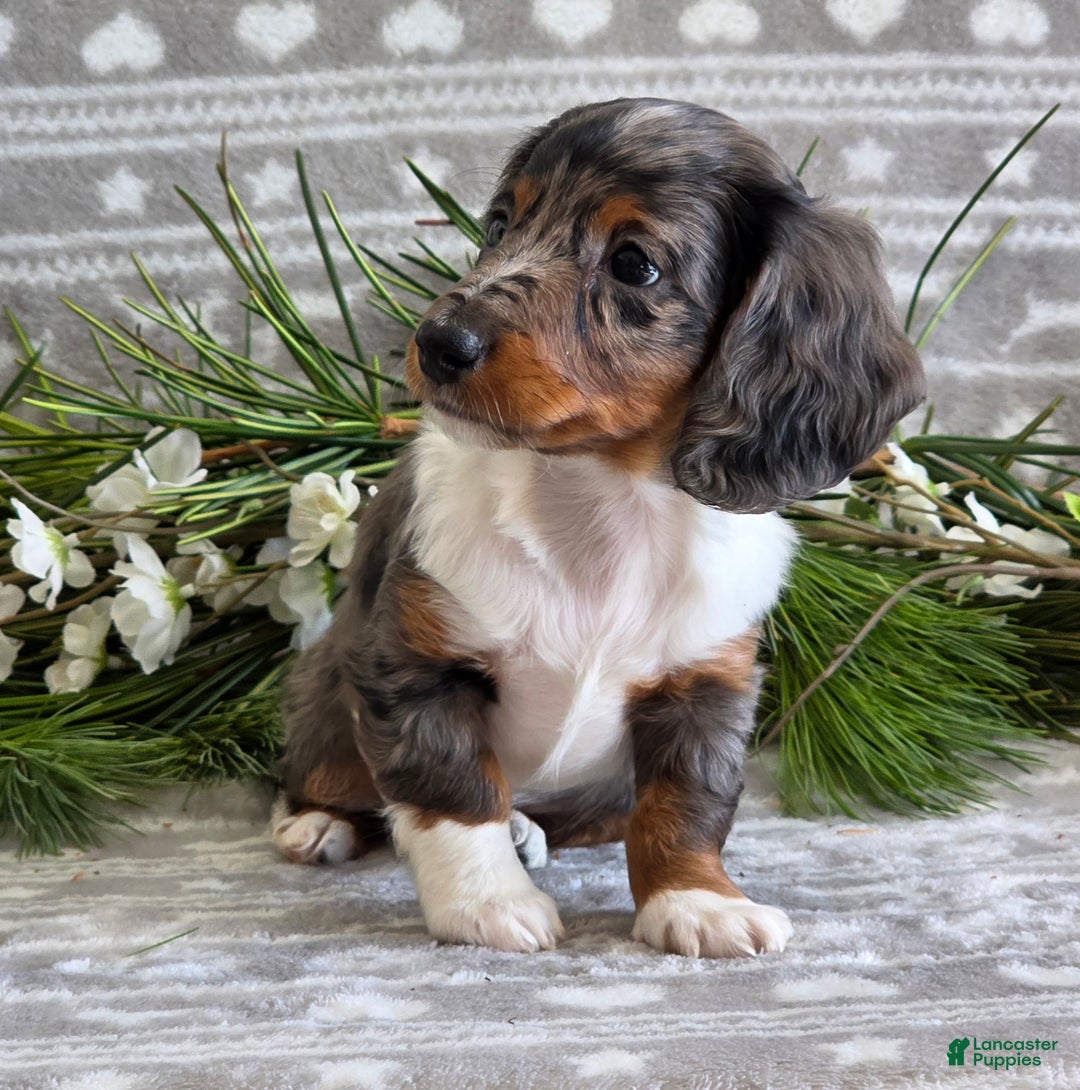 Miniature Dachshund dogs for sale: Daisy - Ad 6