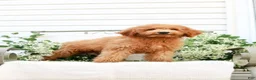 Goldendoodle dogs for sale: Jordan - Ad 1