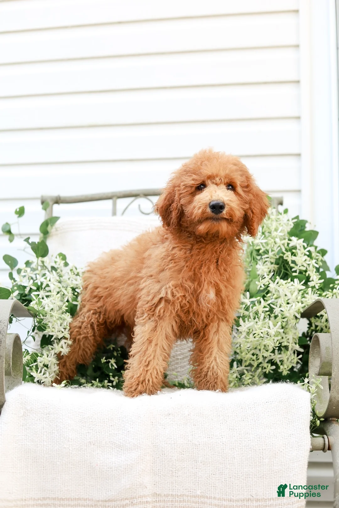 Goldendoodle dogs for sale: Jordan - Ad 1