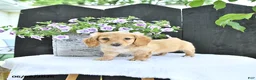 Dachshund dogs for sale: Cooper - Ad 2