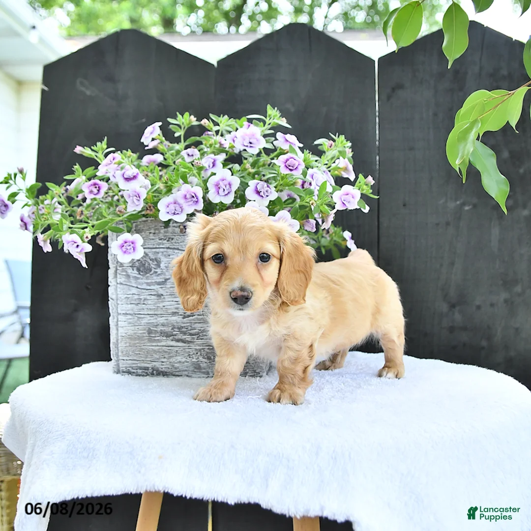 Dachshund dogs for sale: Cooper - Ad 2