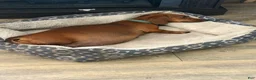 Miniature Dachshund dogs for sale: Miniature Dachshund Puppy 1 - Ad 2