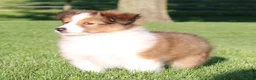 Shetland Sheepdog dogs for sale: Sydney - Ad 3