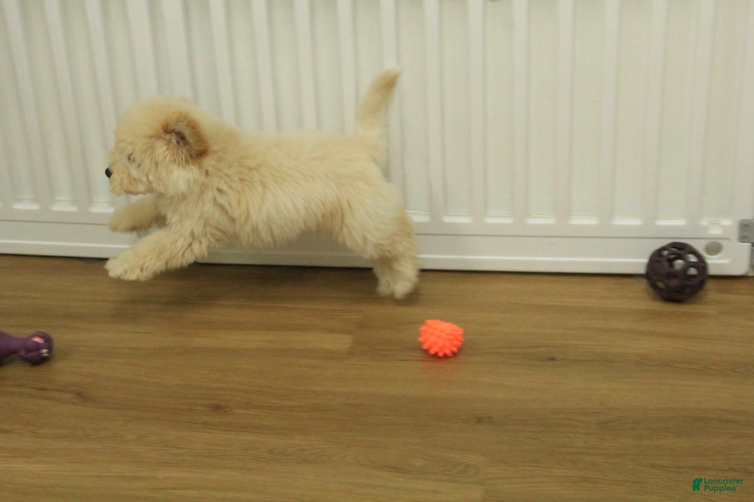 Bichpoo dogs for sale: River - Ad 7