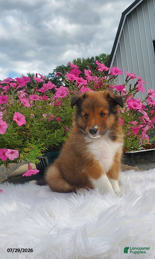 Shetland Sheepdog dogs Mitchell - Ad 1
