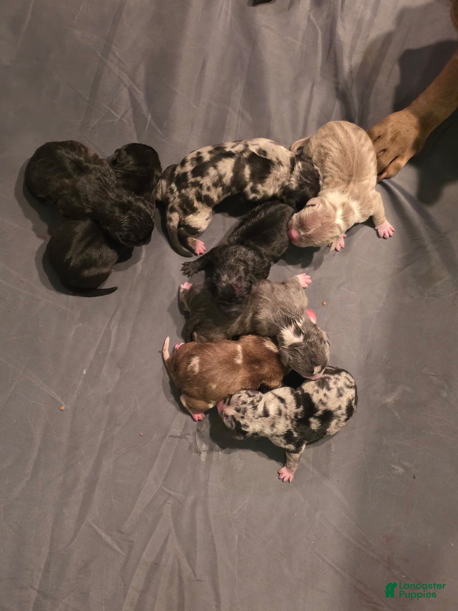 American Bully dogs American Bully 2 - Ad 12