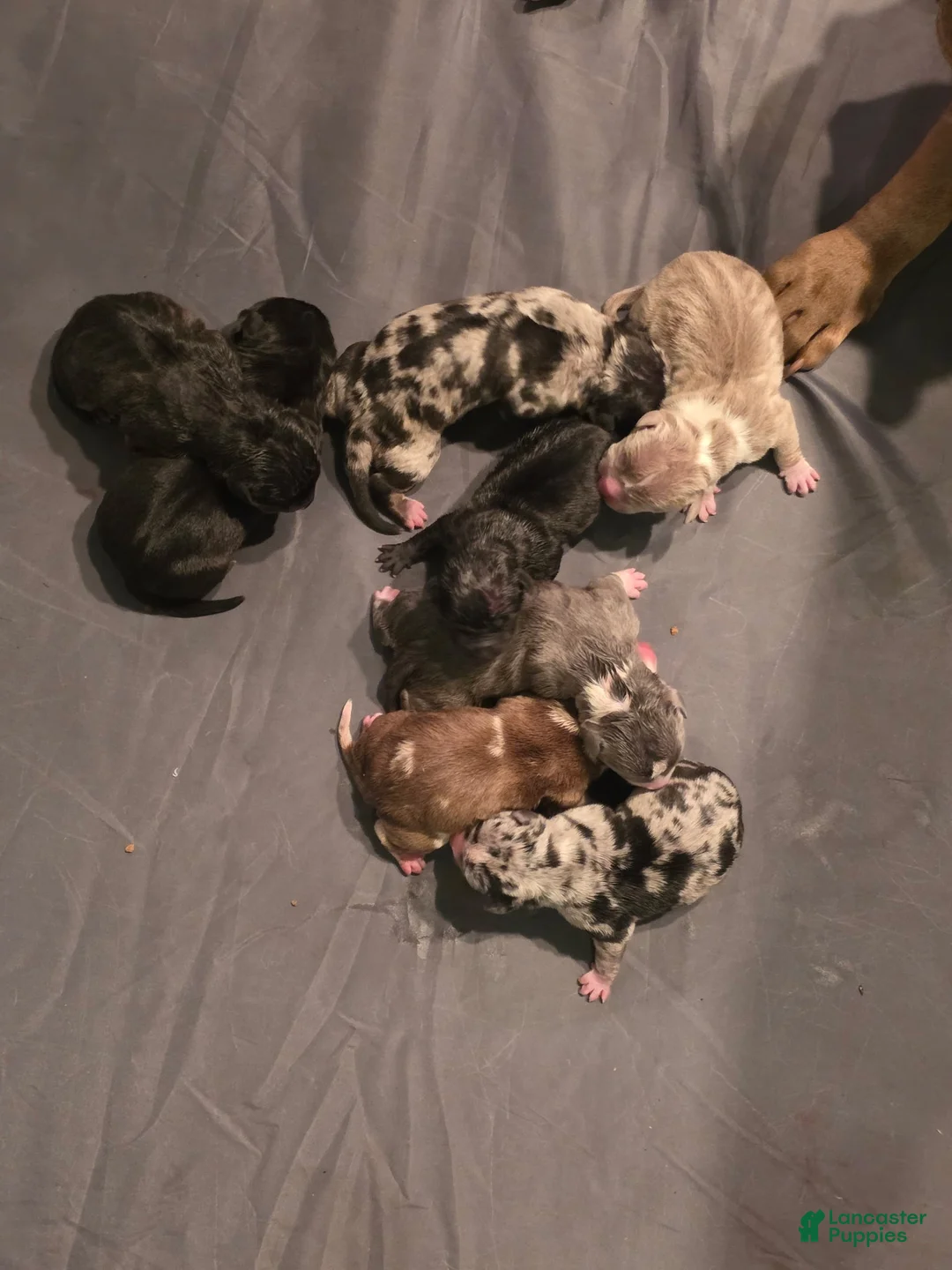 American Bully dogs for sale: American Bully 2 - Ad 1