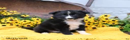 Border Collie dogs for sale: Beans - Ad 3