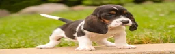 Basset Hound dogs for sale: Millicent - Ad 6