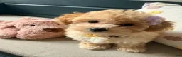 Maltipoo dogs for sale: Daisy - Ad 2