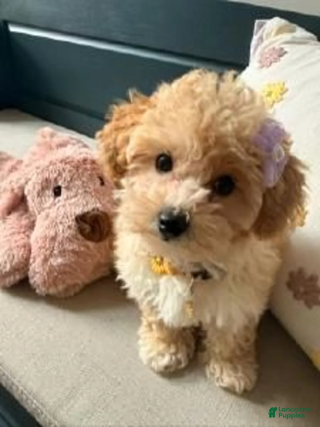 Maltipoo dogs for sale: Daisy - Ad 2
