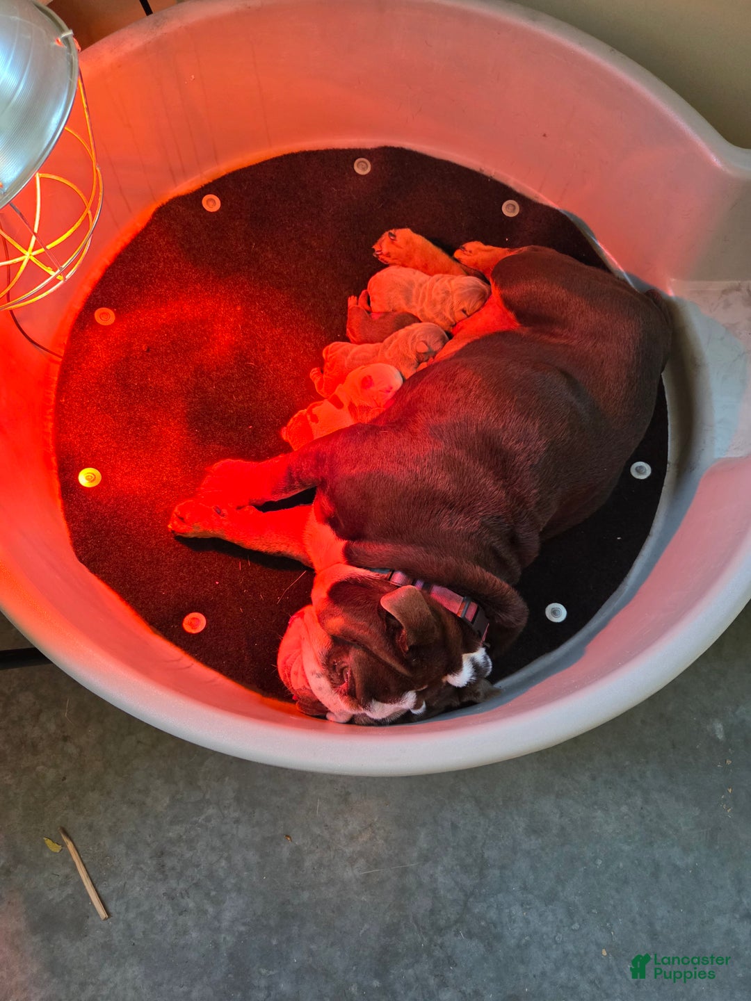 English Bulldog dogs for sale: Tiana - Ad 7