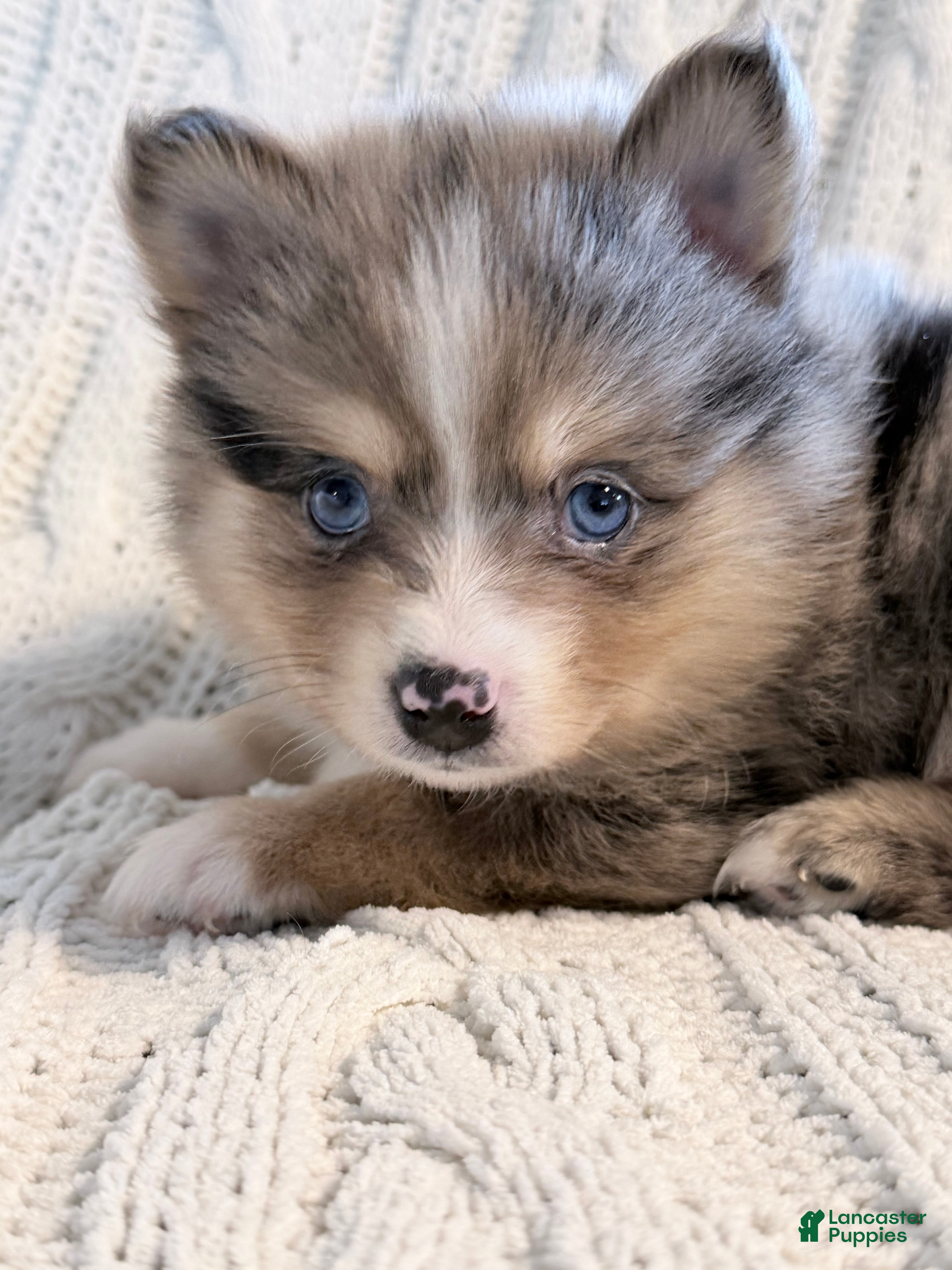 Pomsky dogs boe - Ad 1
