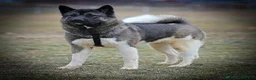 Akita dogs for sale: Ned - Ad 6
