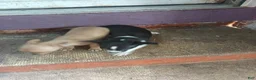 Chihuahua dogs for sale: Chihuahua 2 M - Ad 11